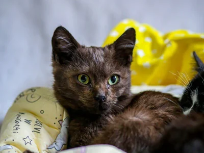 Кот Паша