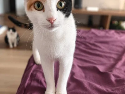 Кошка Муся