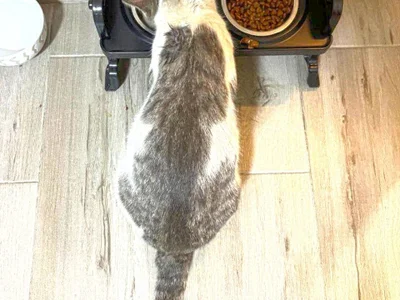 Кот Гудини