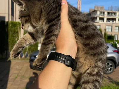 Котёнок тигровой расцветки