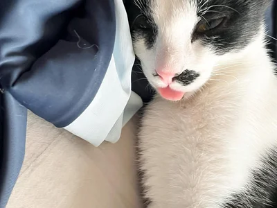 Котенок Шуфутинский младший