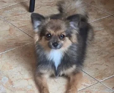 Немецкий шпиц девочка 6 мес