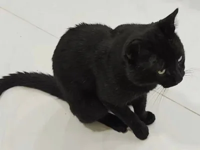 Кот