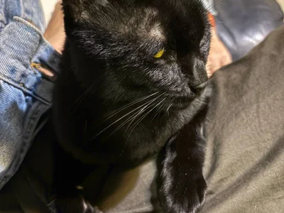 Кот домашний