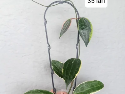 Hoya Macrophylla Albomarginata