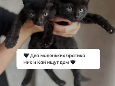 Котята Ник и Кай в добрые руки