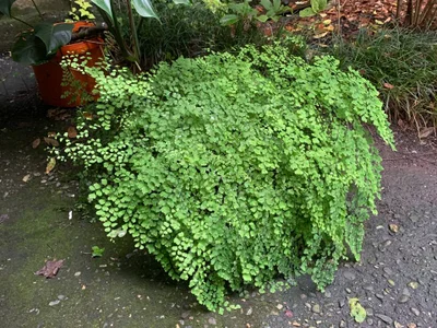 Товар