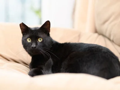 Кот Салем