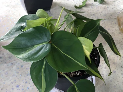 Филодендрон scandens brasil