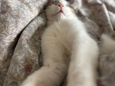 Кот Гудини