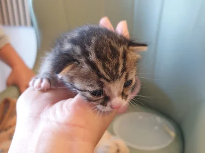 Котенок в добрые руки