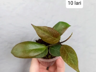 Hoya Obscura