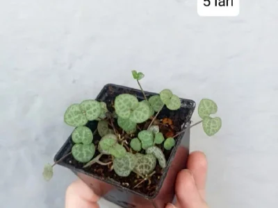 Ceropegia Woodii