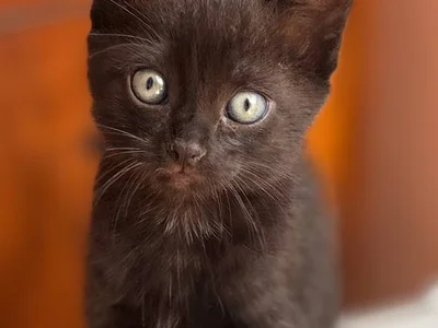 Котёнок египетской мау