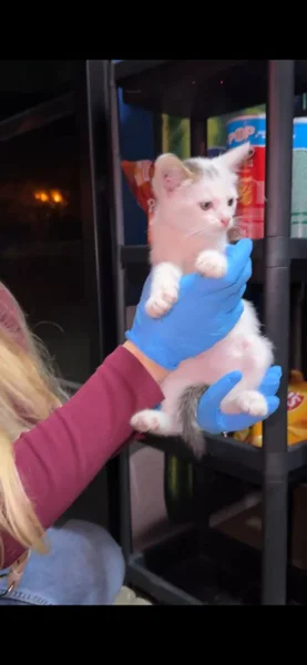 Котенок в добрые руки