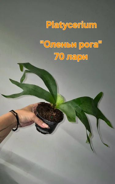 Растюхи