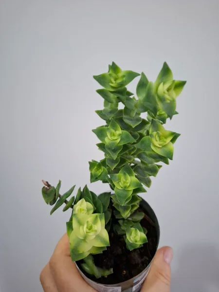 Суккуленты