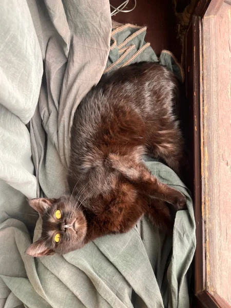 Котята Шоко и Паша в добрые руки