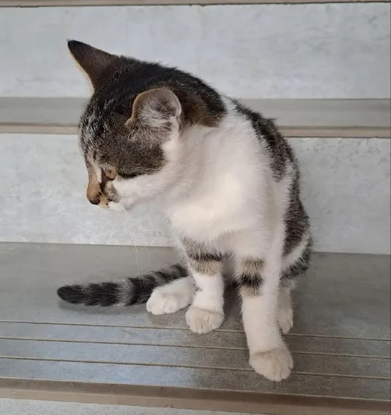 Котик 3 месяца