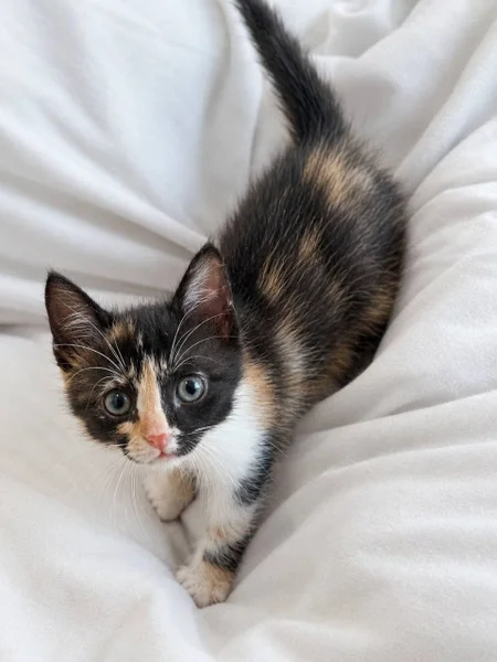 Котенок Соня в добрые руки