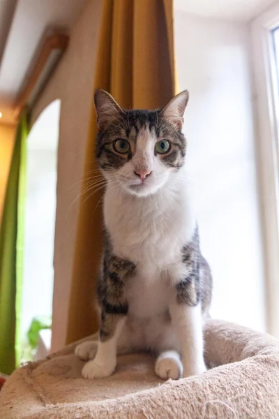 Кот Ако
