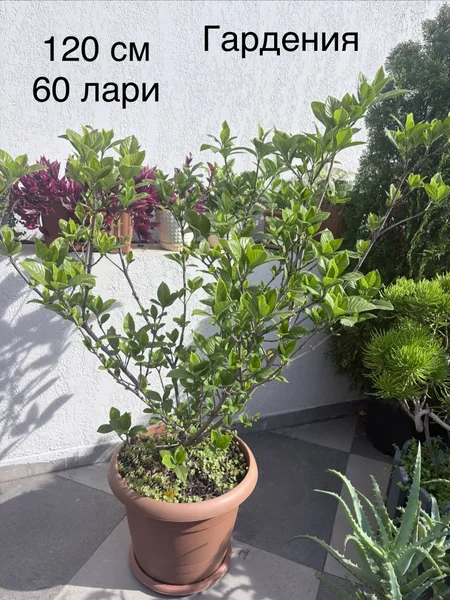 Гардения