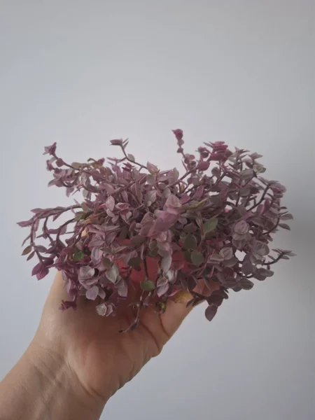 Каллизия розовая пантера