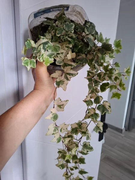 Плющ