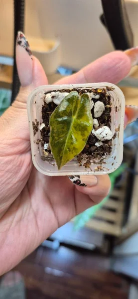 Детка Alocasia Pseudo-Sanderiana Aurea Variegata