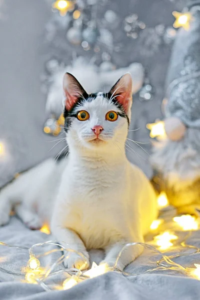 Кошечка Мерилин в добрые руки