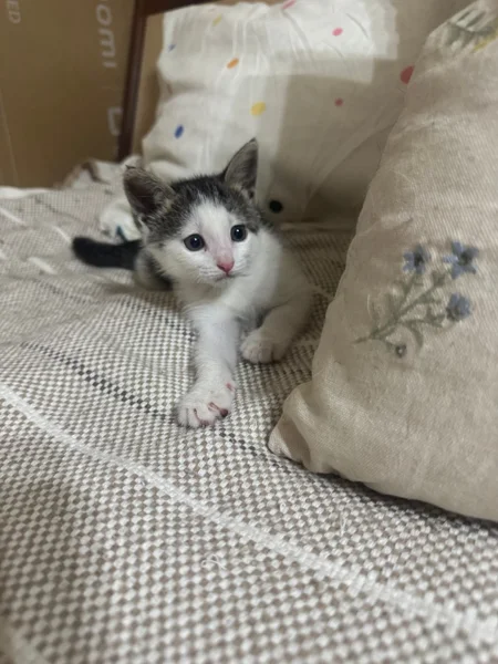 Котенок Янья