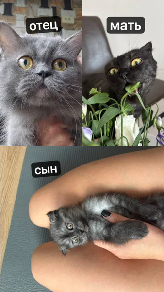 Британский котенок