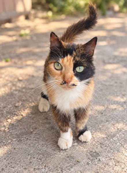 Кошка Вуса в дар