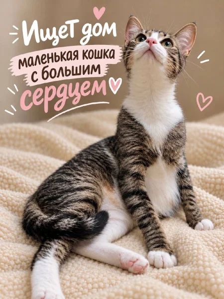 Кошечка в добрые руки