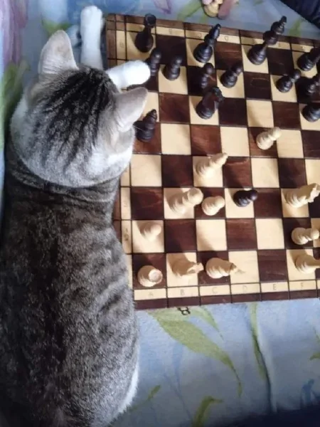 Котоняня, уход за кошками