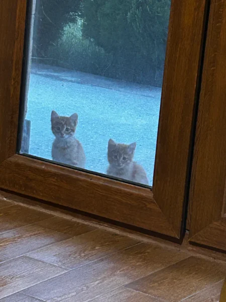 Котята