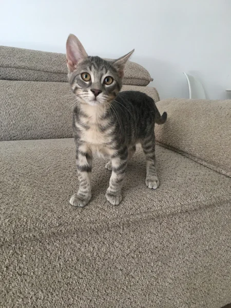 Котёнок Тайгер