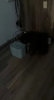 Питьевой фонтан для кошек