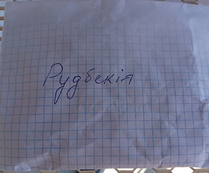 Семена рудбекии