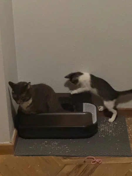 Кошка Бяка, 2 года