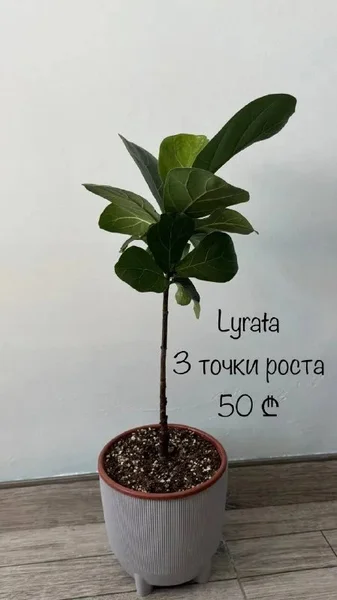 Фикус Лирата