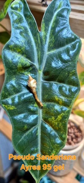 Клубень Alocasia Pseudo-Sanderiana Aurea Variegata