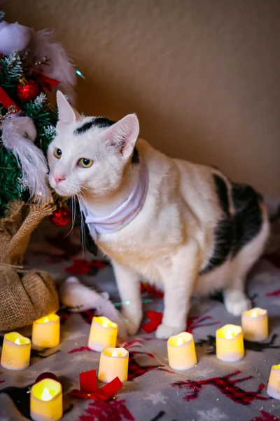 Котёнок Акоша