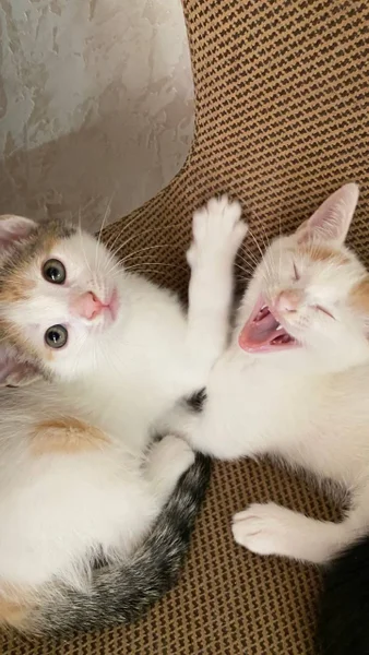 Котята