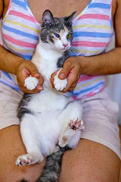 Трехцветная кошка Чупа, 1 год