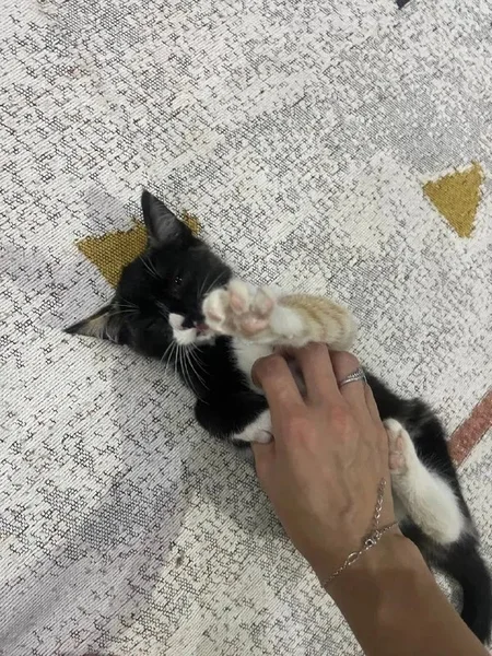 Котёнок
