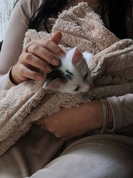 Котёнок в добрые руки