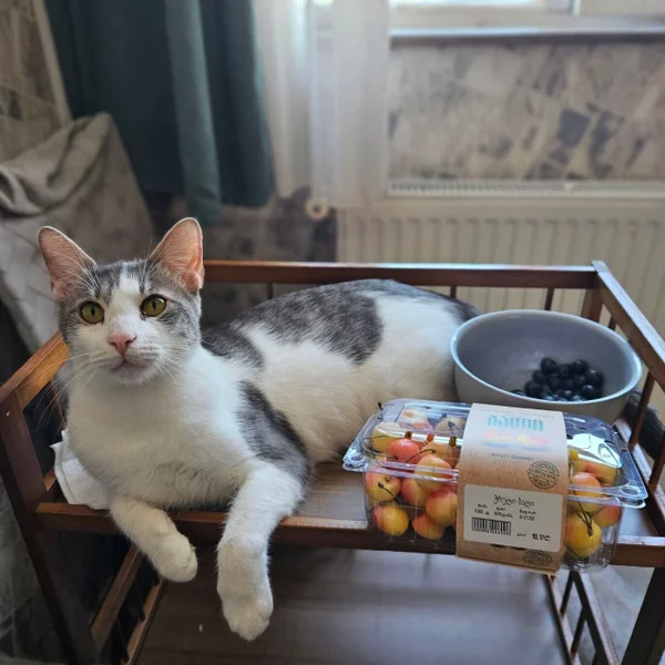 Кот Амур
