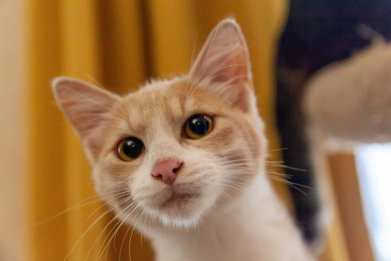 Рыжий котенок Печенька, 4 месяца