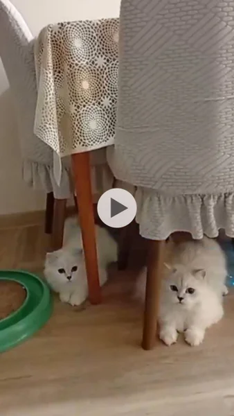 Шотландский котенок